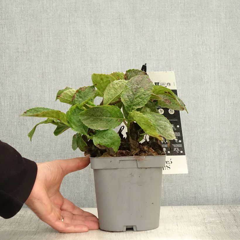 Amostra de Hortênsia macrophylla Immaculata Vaso de 2 L/3 L tal como entregue no outono