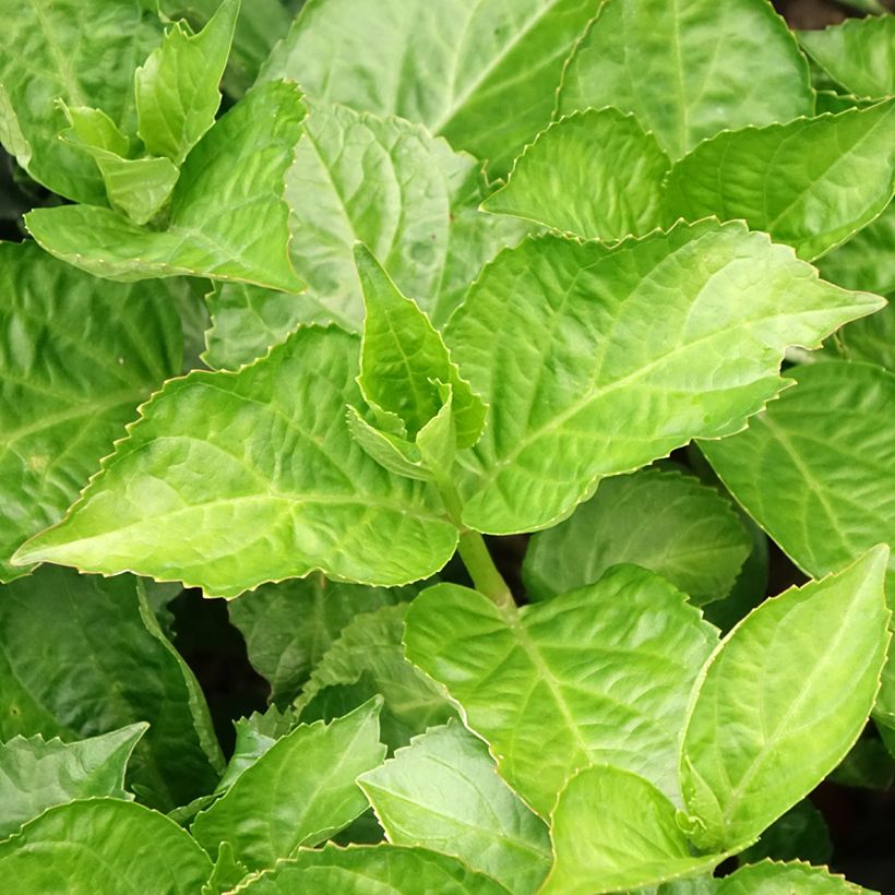 Hortênsia macrophylla Immaculata (Folhagem)