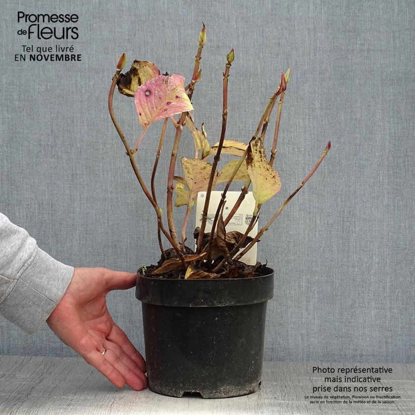 Amostra de Hortênsia macrophylla Kardinal Vaso de 2 L/3 L tal como entregue no outono