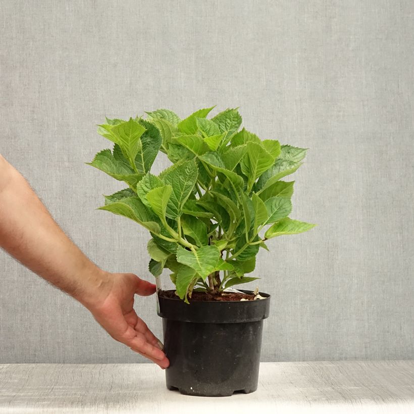 Amostra de Hortênsia macrophylla Kardinal Vaso de 2 L/3 L tal como entregue no verão