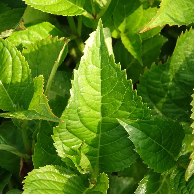 Hortênsia macrophylla Kardinal (Folhagem)