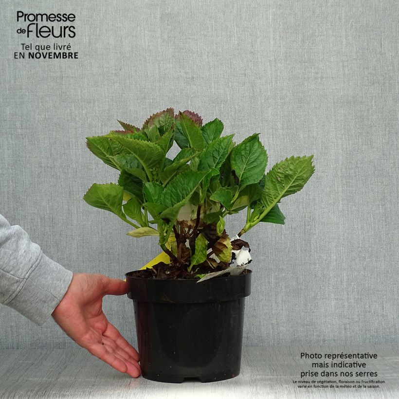 Amostra de Hortênsia macrophylla Kardinal Violet Vaso de 2 L/3 L tal como entregue no outono