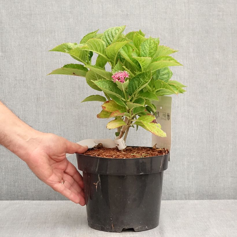 Amostra de Hortênsia macrophylla Kardinal Violet Vaso de 2 L/3 L tal como entregue no verão