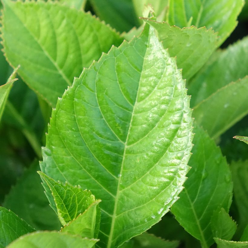 Hortênsia macrophylla Kardinal Violet (Folhagem)