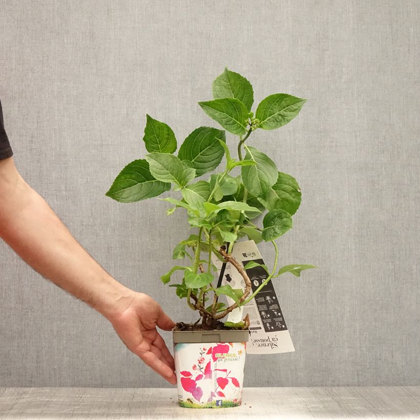 Amostra de Hortênsia macrophylla Kazan Vaso de 2 L/3 L tal como entregue no verão