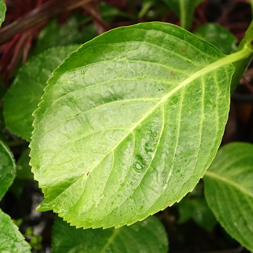 Hortênsia macrophylla Kazan (Folhagem)