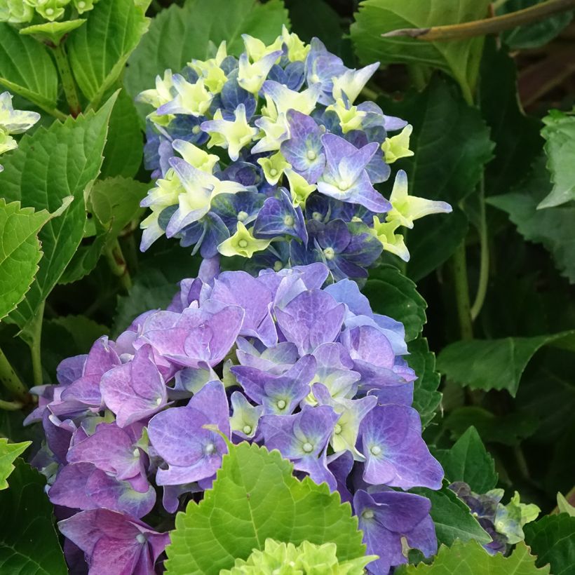 Hortênsia macrophylla Lady Mata Hari (Floração)
