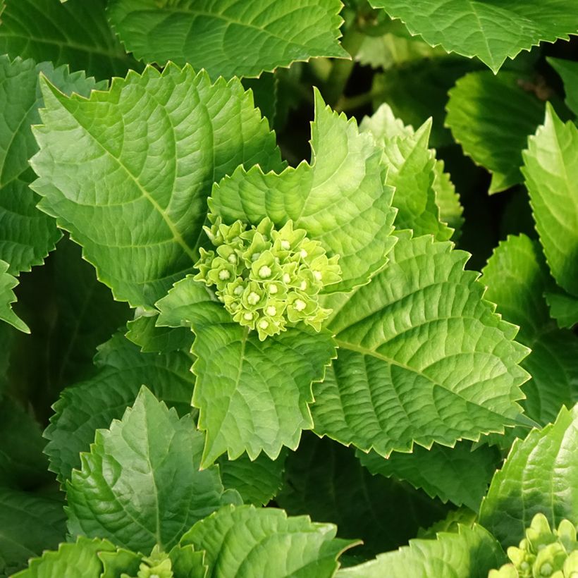 Hortênsia macrophylla Lady Mata Hari (Folhagem)