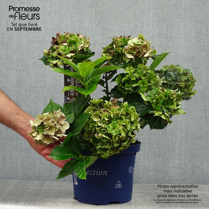 Amostra de Hortênsia macrophylla Lady Mata Hari Vaso de 2 L/3 L tal como entregue no outono