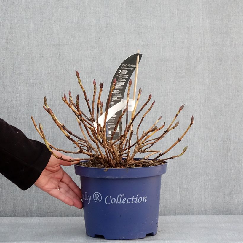 Amostra de Hortensia - Hydrangea macrophylla Lady Mata Hari Vaso de 4 L/5 L tal como entregue no inverno