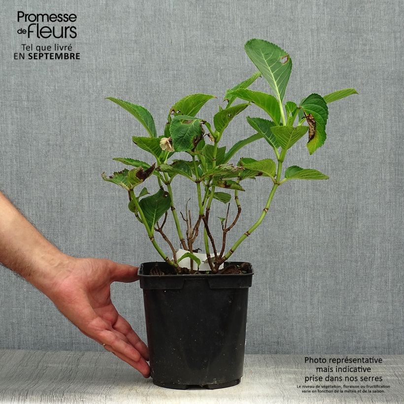 Amostra de Hortênsia macrophylla Lady Nobuko Vaso de 2 L/3 L tal como entregue no outono