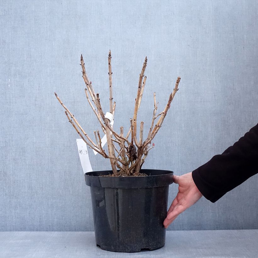 Amostra de Hortensia - Hydrangea macrophylla Leuchtfeuer Vaso de 7,5 L/10 L tal como entregue no inverno