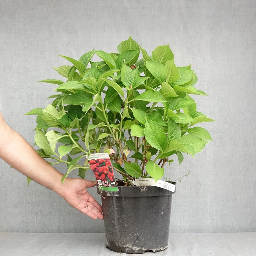 Amostra de Hortênsia macrophylla Leuchtfeuer Vaso de 7,5 L/10 L tal como entregue no verão