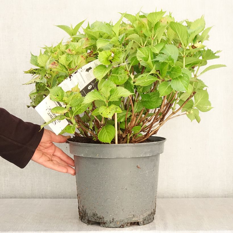 Amostra de Hortênsia macrophylla Leuchtfeuer Vaso de 7,5 L/10 L tal como entregue na primavera