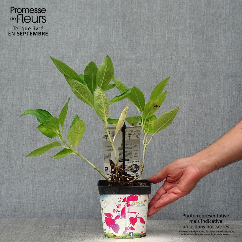 Amostra de Hortênsia macrophylla Libelle Vaso de 2 L/3 L tal como entregue no outono