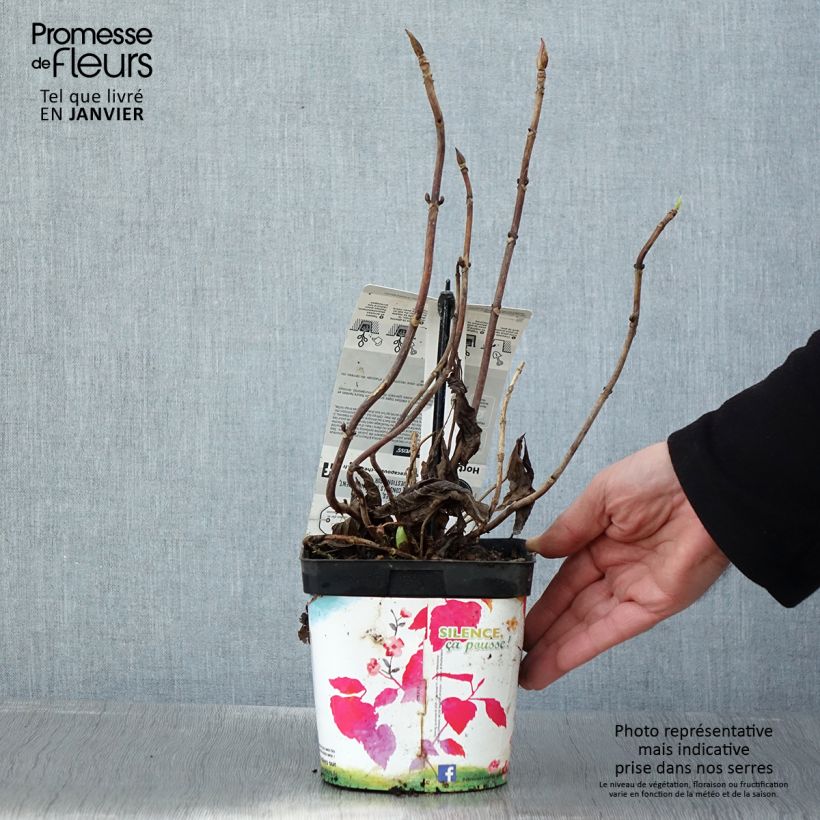 Amostra de Hortensia - Hydrangea macrophylla Libelle (Teller white) Vaso de 2 L/3 L tal como entregue no inverno