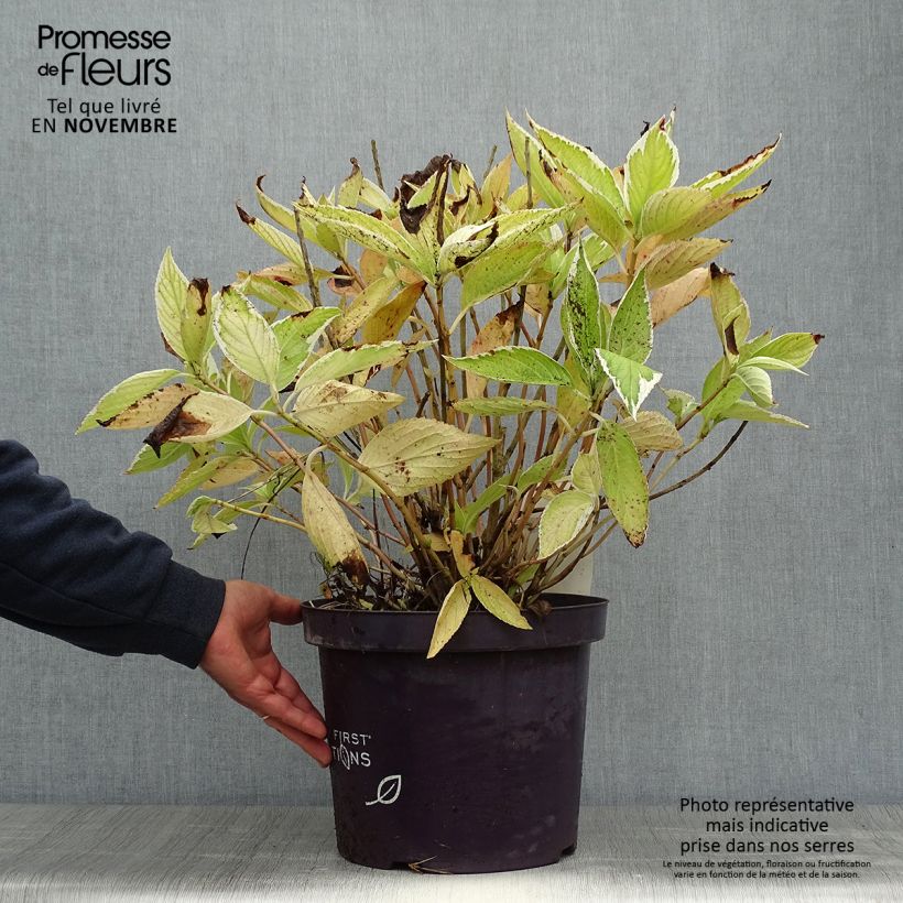 Amostra de Hortênsia macrophylla Light'o'Day Vaso de 7,5 L/10 L tal como entregue no outono