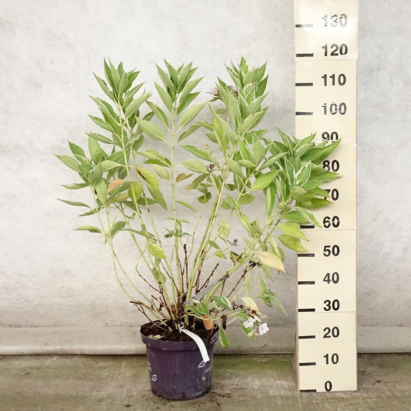 Amostra de Hortênsia macrophylla Light'o'Day Vaso de 7,5 L/10 L tal como entregue no verão
