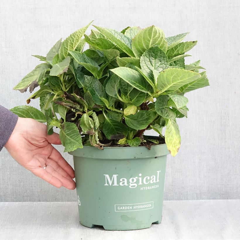Amostra de Hortênsia macrophylla Magical Amethyst Vaso de 4 L/5 L tal como entregue no outono