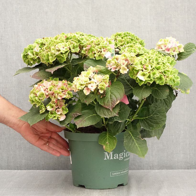 Amostra de Hortênsia macrophylla Magical Amethyst Vaso de 4 L/5 L tal como entregue no verão