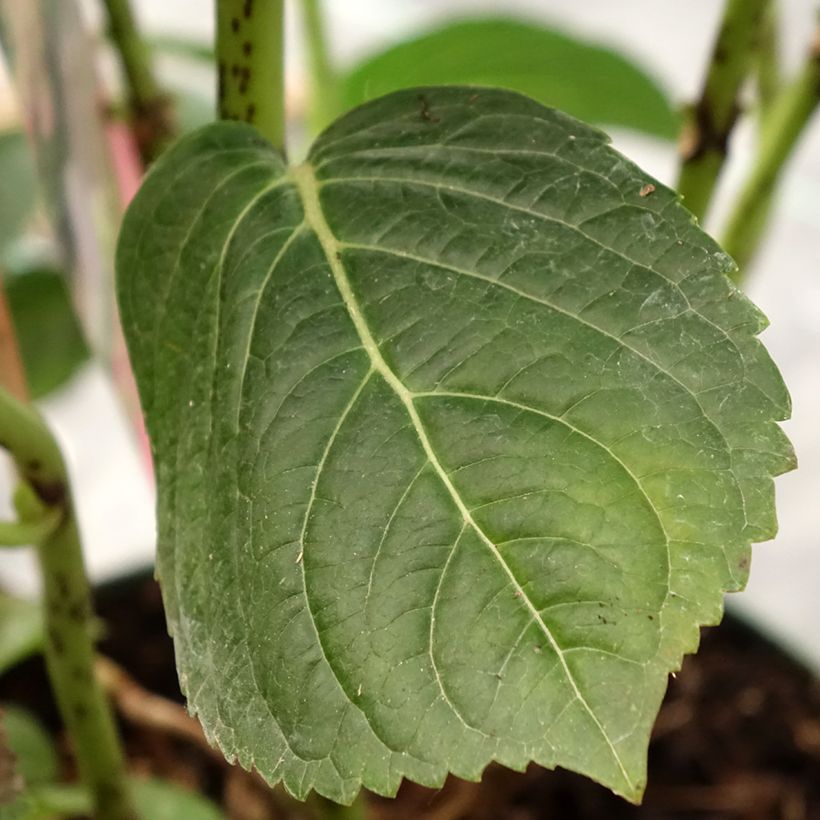 Hortênsia macrophylla Magical Jewel Rosa (Folhagem)