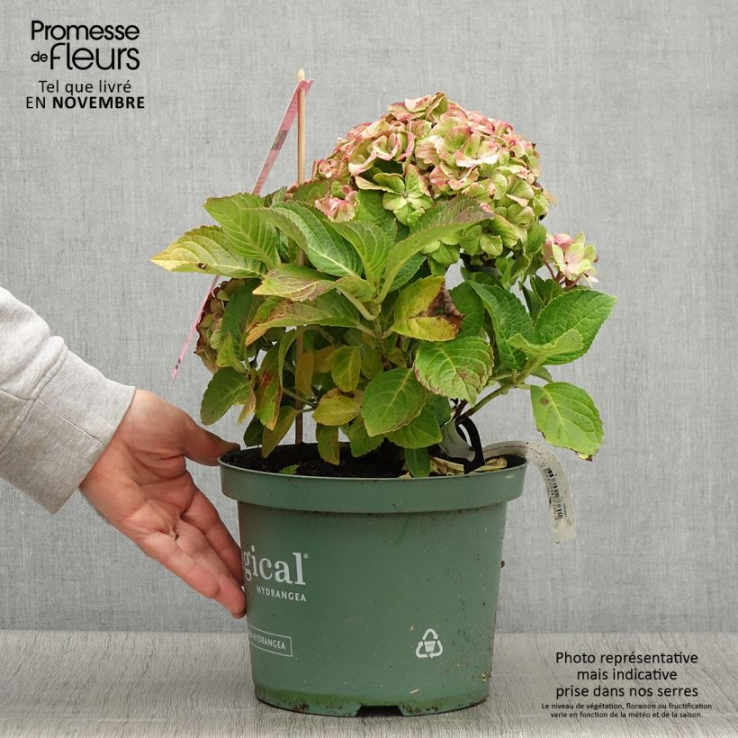 Amostra de Hortênsia macrophylla Magical Jewel Rosa Vaso de 4 L/5 L tal como entregue no outono