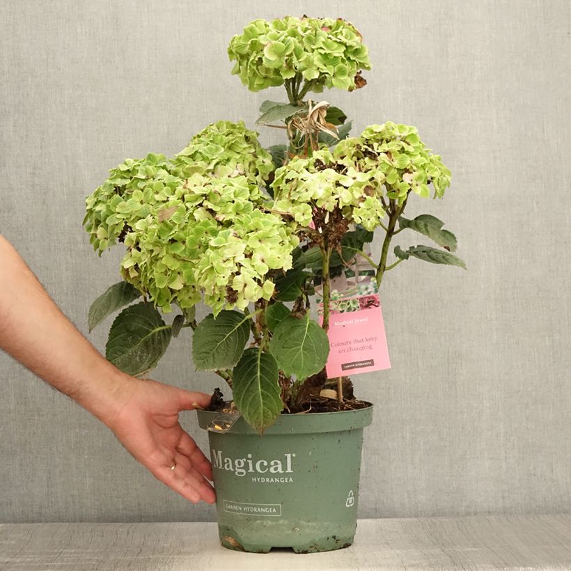 Amostra de Hortênsia macrophylla Magical Jewel Rosa Vaso de 4 L/5 L tal como entregue no verão