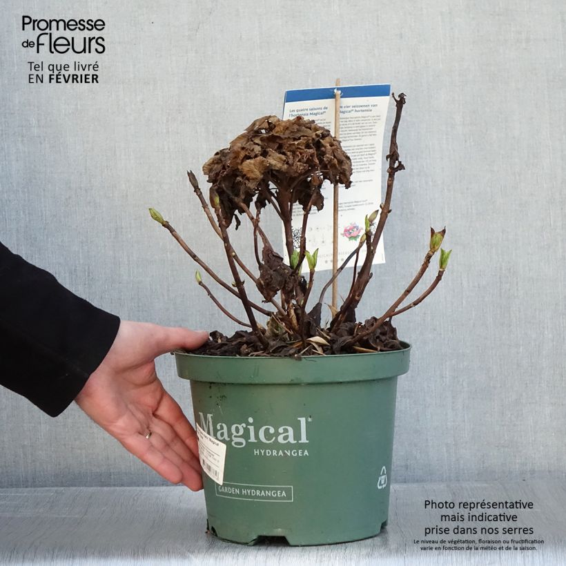 Amostra de Hortensia - Hydrangea macrophylla Magical Jewel rosa Vaso de 4 L/5 L tal como entregue no inverno