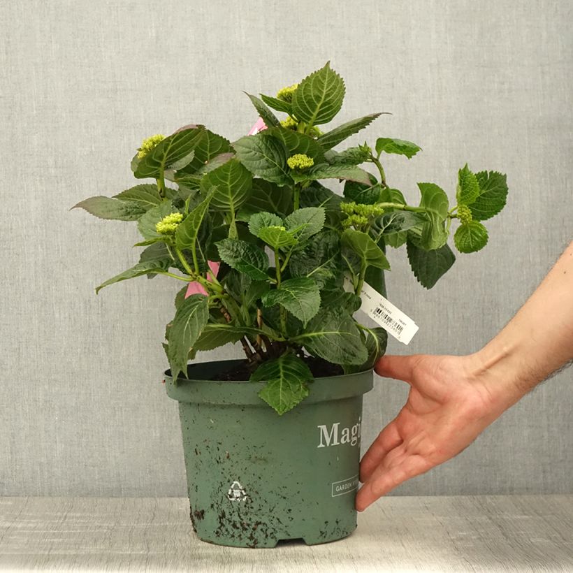Amostra de Hortênsia macrophylla Magical Jewel Rosa Vaso de 4 L/5 L tal como entregue na primavera