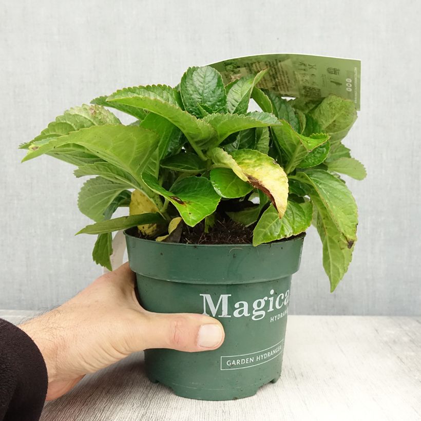 Amostra de Hortênsia macrophylla Magical Noblesse Vaso de 2 L/3 L tal como entregue no outono