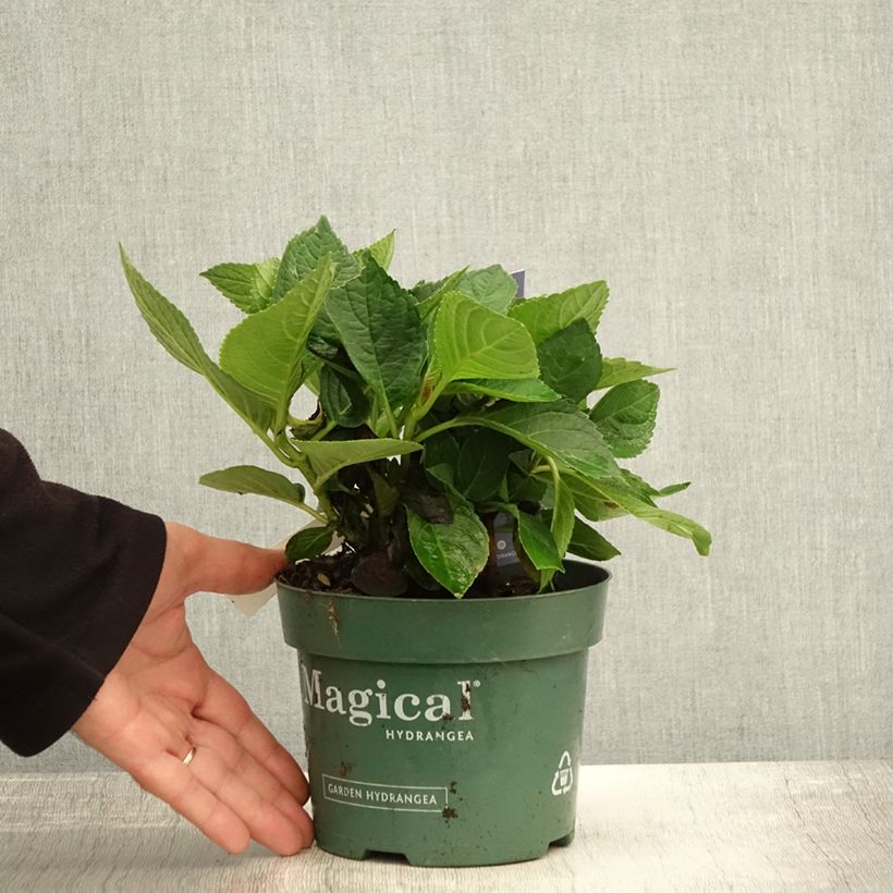 Amostra de Hortênsia macrophylla Magical Revolution Bleu Vaso de 1,5 L/2 L tal como entregue no outono