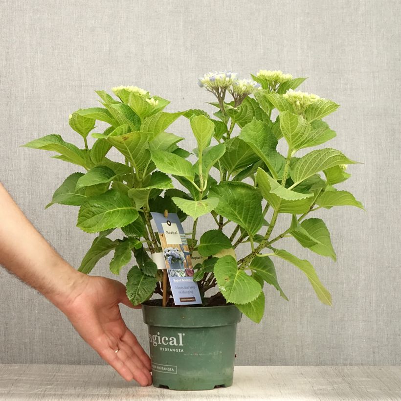 Amostra de Hortênsia macrophylla Magical Revolution Bleu Vaso de 1,5 L/2 L tal como entregue no verão