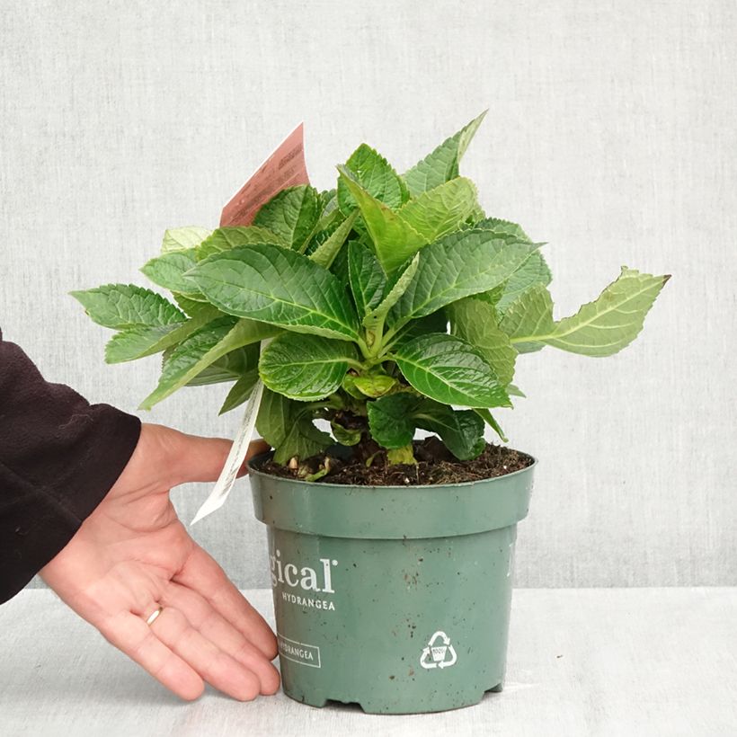 Amostra de Hortênsia macrophylla Magical Revolution Rose Vaso de 2 L/3 L tal como entregue no outono