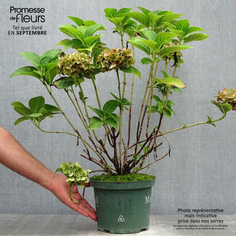 Amostra de Hortênsia macrophylla Magical Ruby Tuesday Vaso de 2 L/3 L tal como entregue no outono