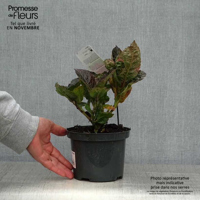 Amostra de Hortênsia macrophylla Merveille Sanguine Vaso de 2 L/3 L tal como entregue no outono