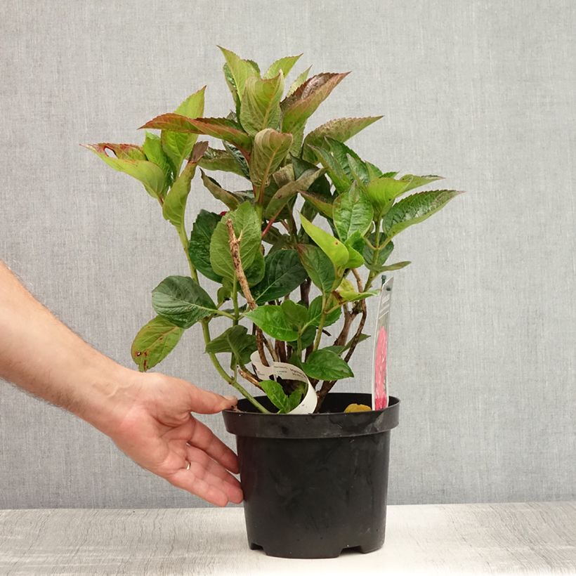 Amostra de Hortênsia macrophylla Merveille Sanguine Vaso de 2 L/3 L tal como entregue no verão