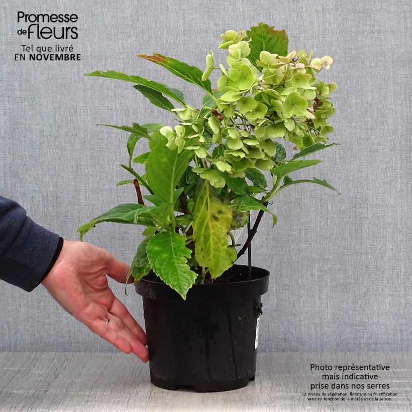 Amostra de Hortênsia macrophylla Messalina Vaso de 2 L/3 L tal como entregue no outono