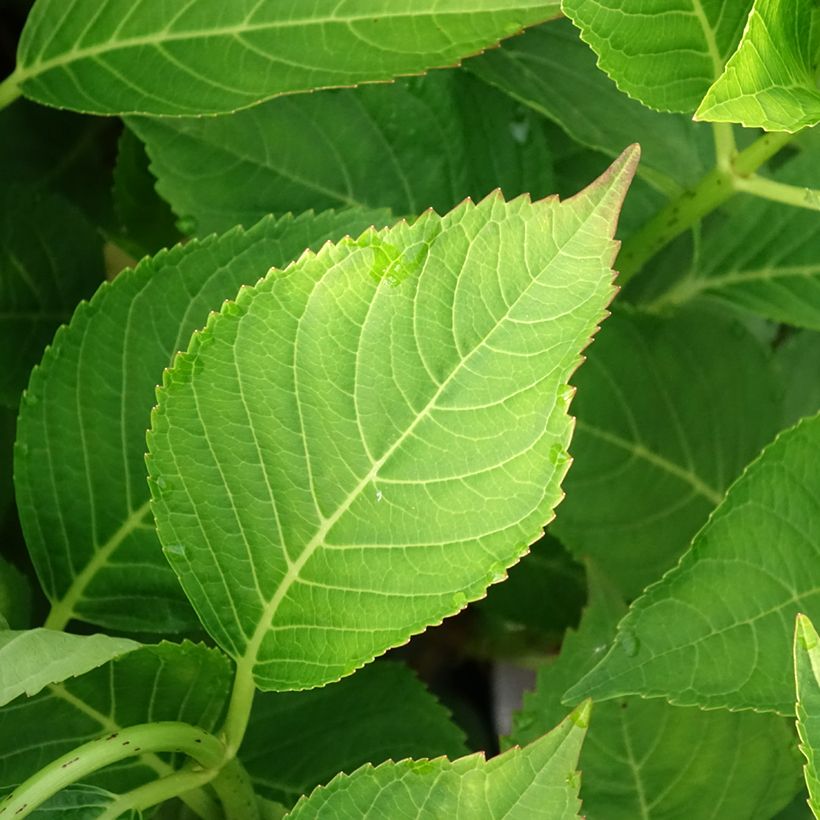 Hortênsia macrophylla Messalina (Folhagem)