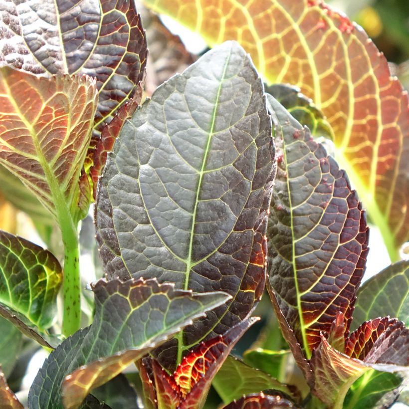Hortênsia macrophylla Midnight Pearl (Folhagem)