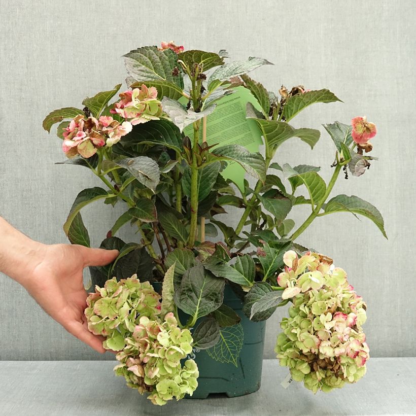 Amostra de Hortênsia macrophylla Midnight Pearl Vaso de 4 L/5 L tal como entregue no verão