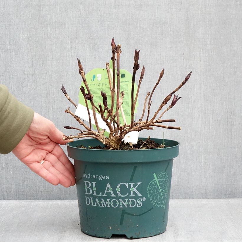 Amostra de Hortênsia macrophylla Midnight Pearl Vaso de 4 L/5 L tal como entregue no inverno