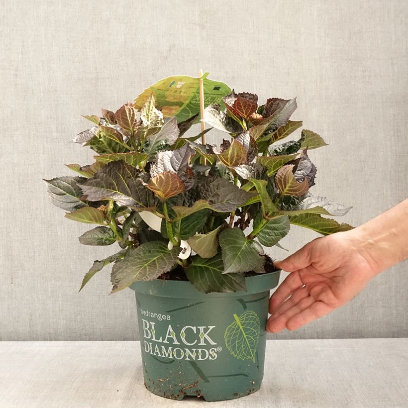 Amostra de Hortênsia macrophylla Midnight Pearl Vaso de 4 L/5 L tal como entregue na primavera