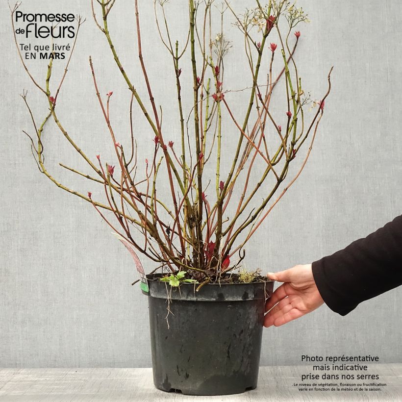 Amostra de Hortênsia macrophylla Mirai Vaso de 7,5 L/10 L tal como entregue na primavera