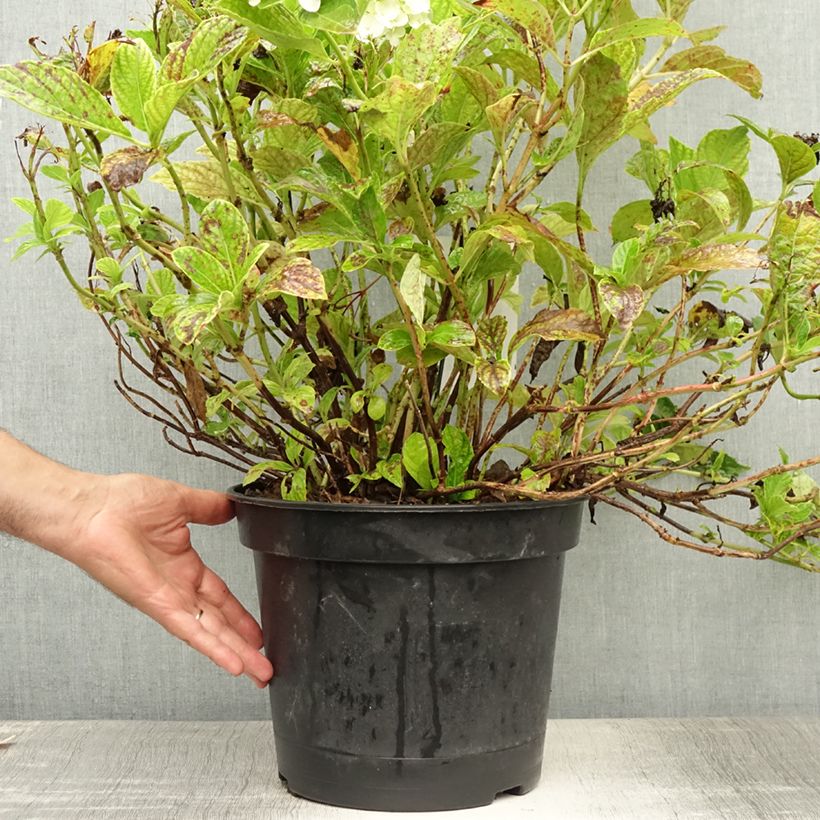 Amostra de Hortênsia macrophylla Mme Emile Mouillère Vaso de 7,5 L/10 L tal como entregue no verão