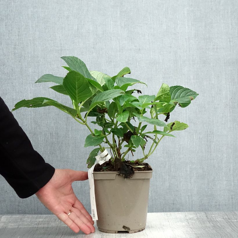 Amostra de Hortênsia macrophylla Mousmee Vaso de 2 L/3 L tal como entregue no outono
