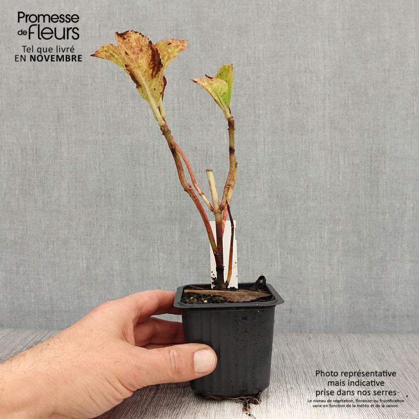 Amostra de Hortênsia macrophylla Nikko Blue Vaso de 8/9 cm tal como entregue no outono