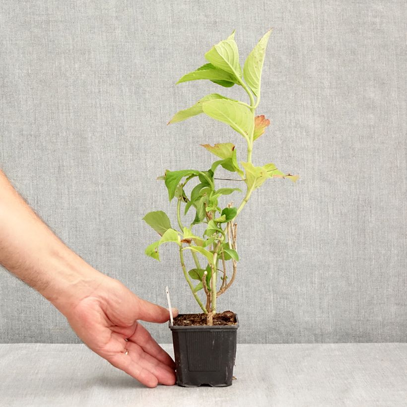 Amostra de Hortênsia macrophylla Nikko Blue Vaso de 8/9 cm tal como entregue no verão