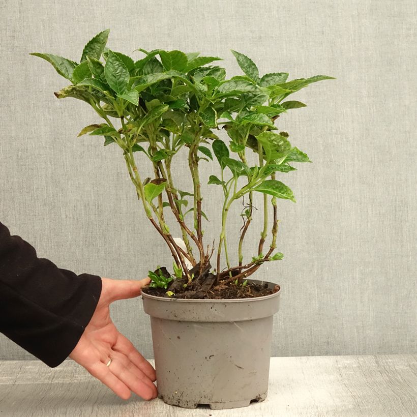 Amostra de Hortênsia macrophylla Pia Vaso de 2 L/3 L tal como entregue no outono
