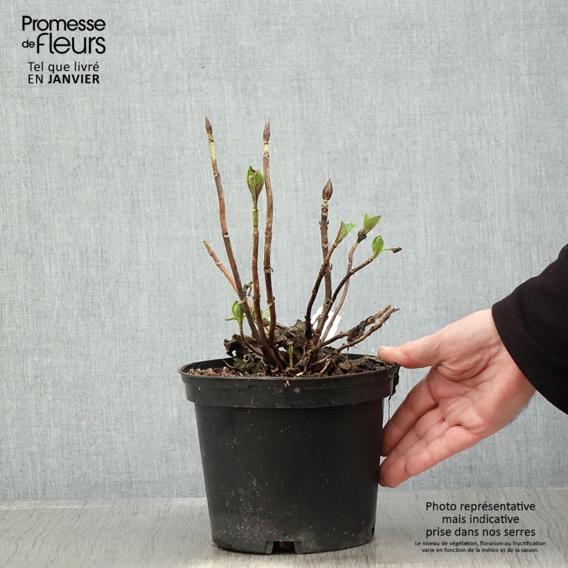 Amostra de Hortensia - Hydrangea macrophylla Pia Vaso de 2 L/3 L tal como entregue no inverno