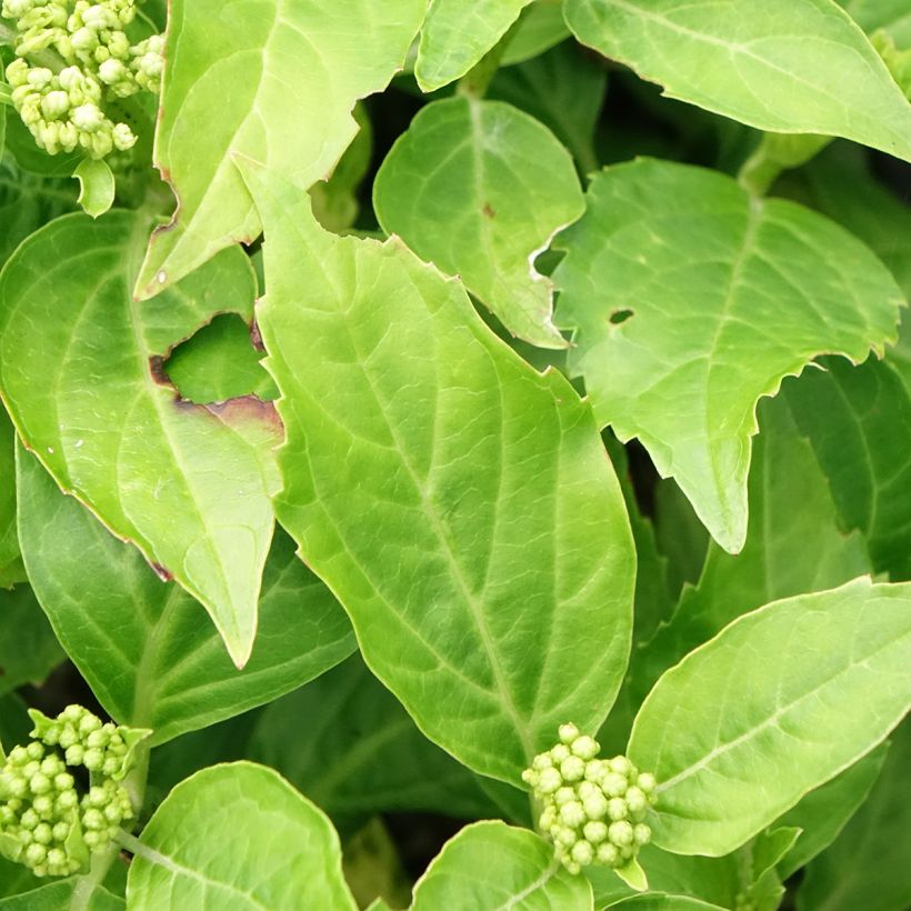 Hortênsia macrophylla Pia (Folhagem)
